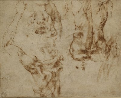 Studio di una schiena e una spalla da Michelangelo Buonarroti